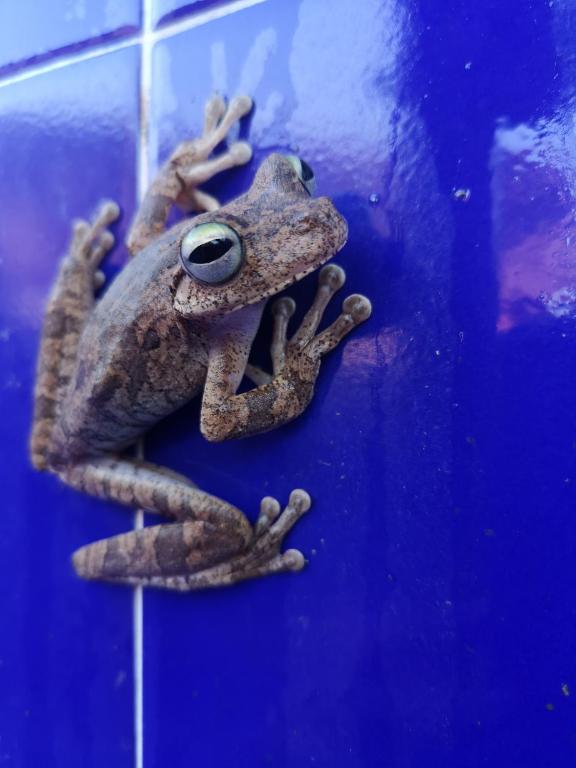 Altri animali domestici presso l'affittacamere o nei dintorni