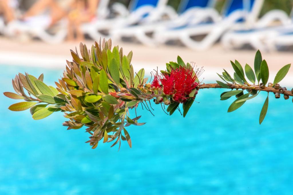 Bazén v ubytování SOWELL HOTELS La Plage nebo v jeho okolí