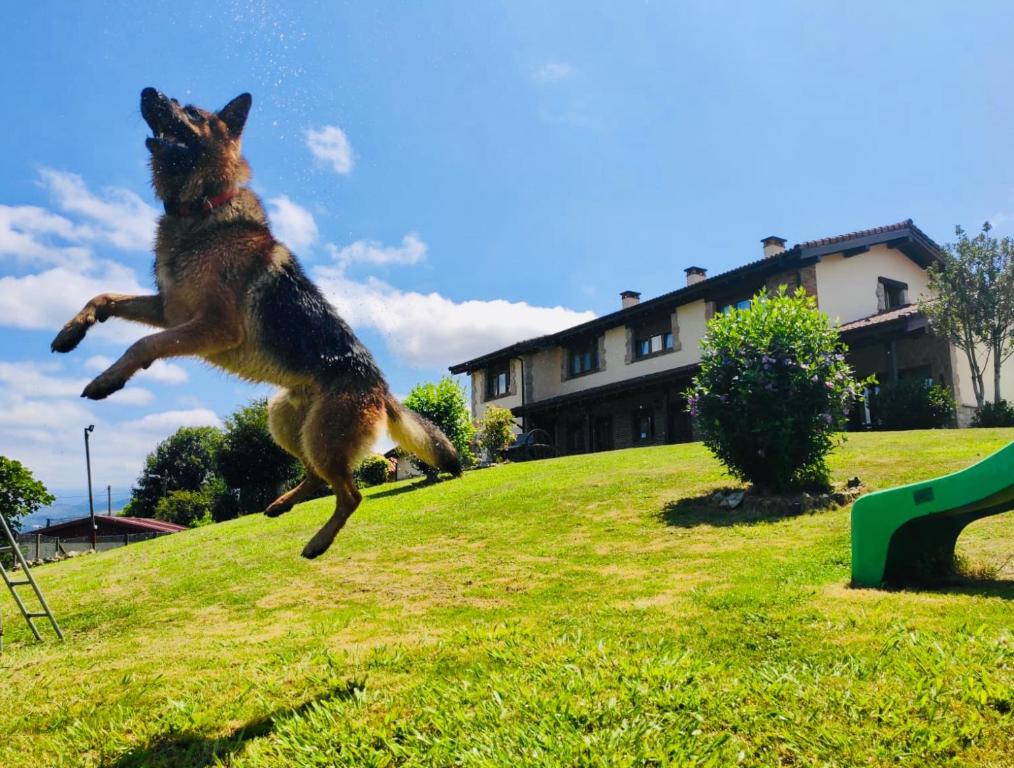 a dog jumping in the air to catch a frisbee at Buenavista Apartamentos Rurales in San Juan de Parres