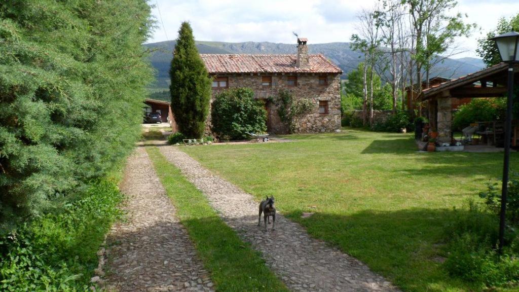 un perro caminando por un camino de grava delante de una casa en La cerca de la Mata, decerca, en Arcones