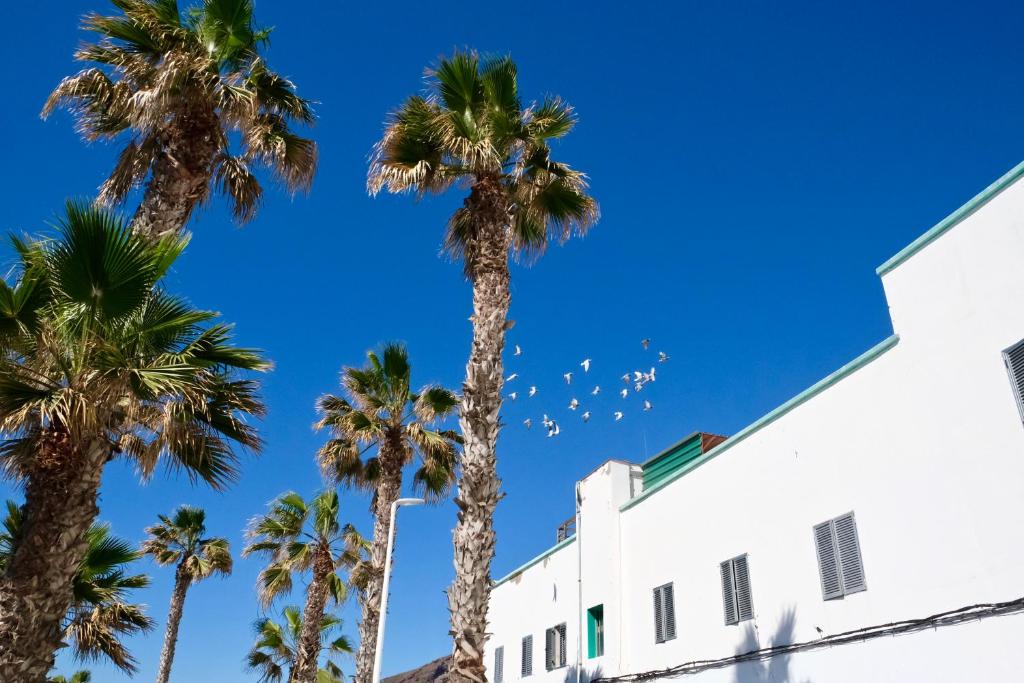 een groep palmbomen voor een gebouw bij NATURAL CONFITAL BEACH in Las Palmas de Gran Canaria
