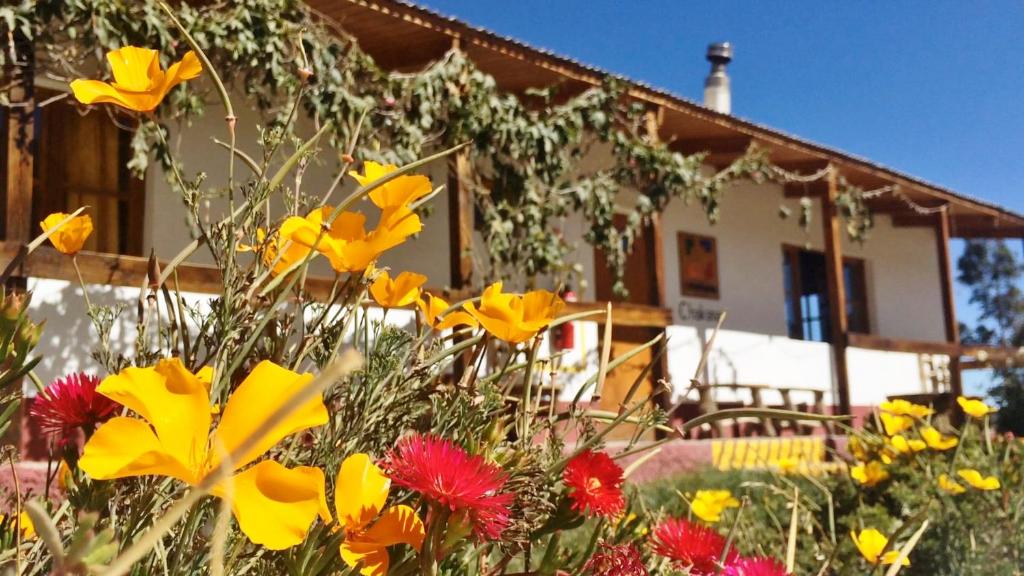 a bunch of flowers in front of a house at La Chakana Lodge in Putre