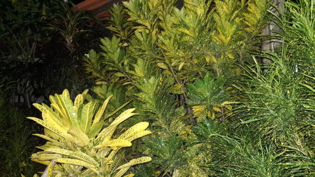  HOSPEDARIA E CAMPING PINGO de ouro