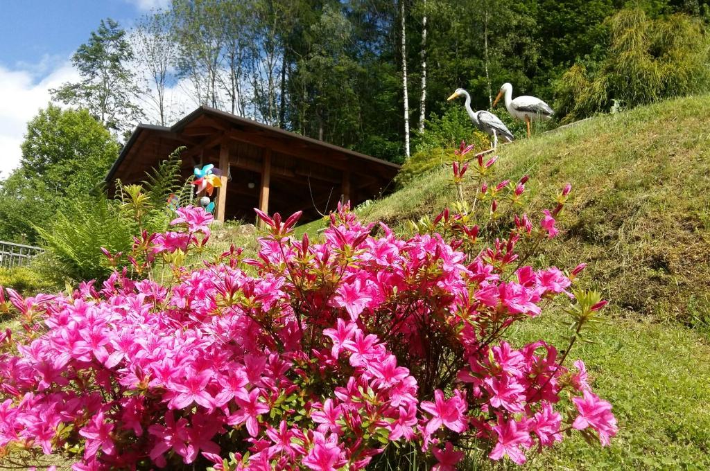 Ein paar rosa Blumen vor einem Haus in der Unterkunft La casa alta in Corteno Golgi