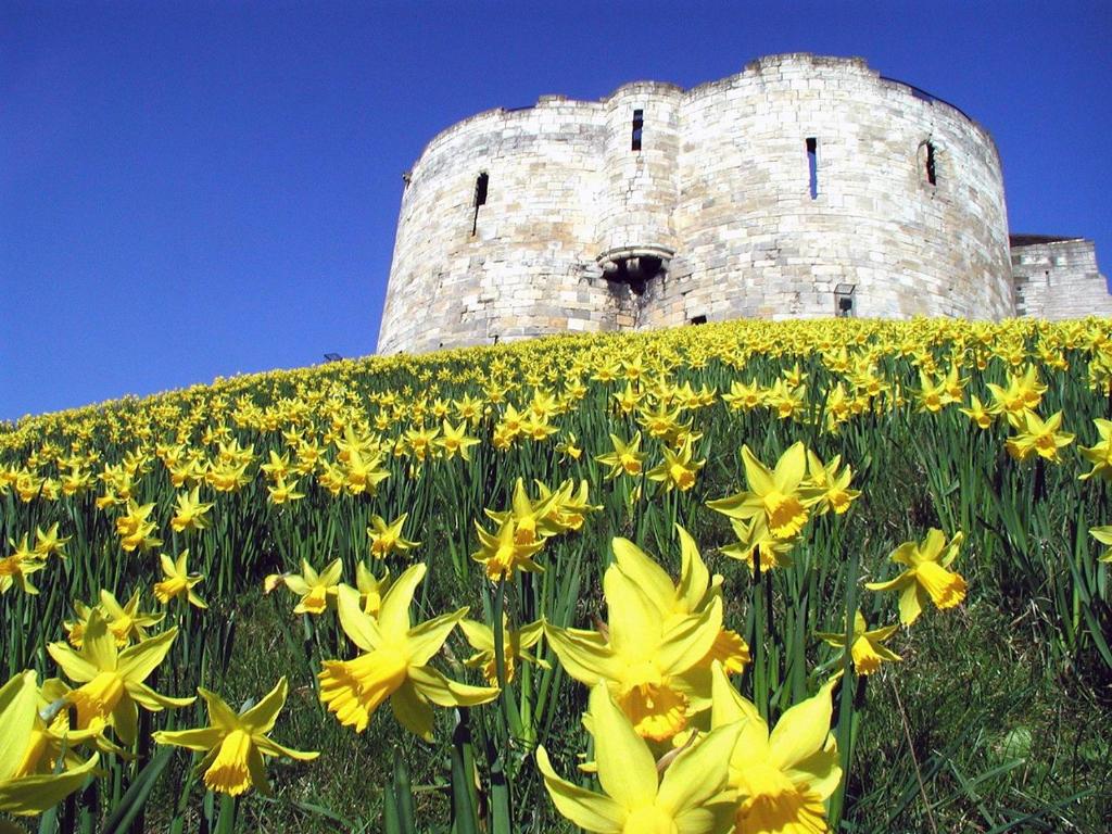 een berg gele bloemen voor een kasteel bij Avondale Guest House in York