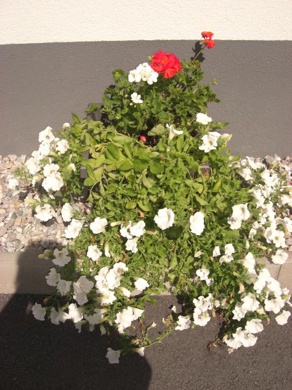 Fotografie z fotogalerie ubytování die Gartenwohnung - Tanja Tipotsch v destinaci Schwendau