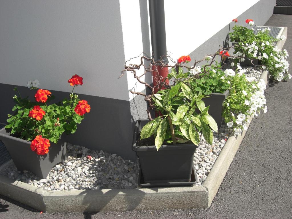 Zahrada ubytování die Gartenwohnung - Tanja Tipotsch