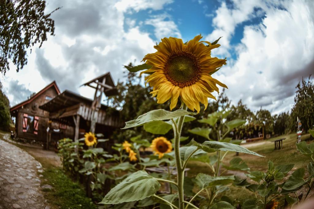 a field of sunflowers in front of a building at Sunny Nights Homestead Rustic House in Gataučiai