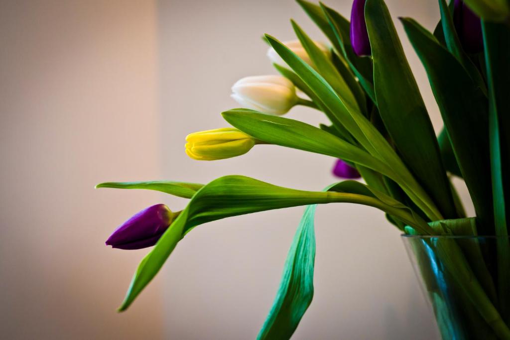 Bowling Green - Resim 41