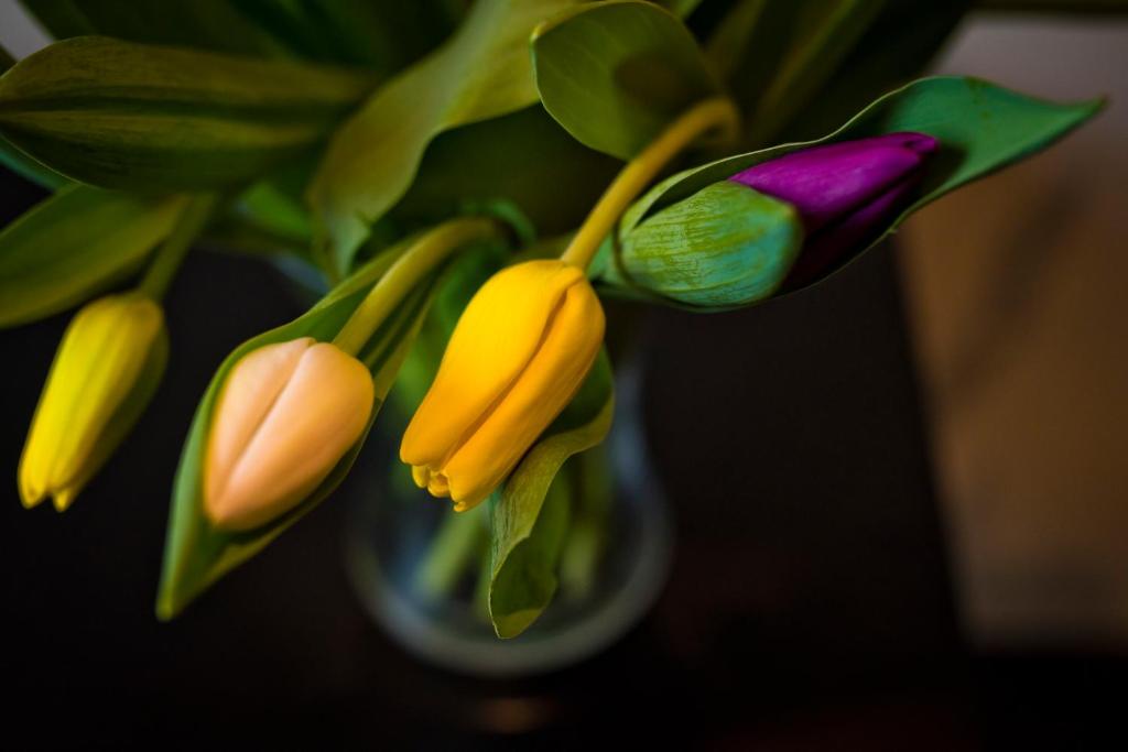 Bowling Green - Resim 39