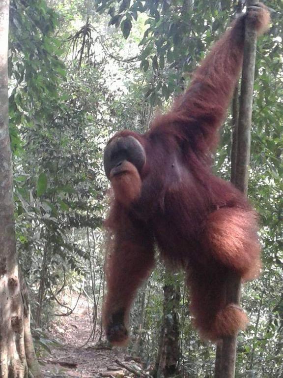 ORANGUTANTREKSUMATRA & LOVELY JUNGLE LODGE only book IF you are treking with us - Bungaló Estándar