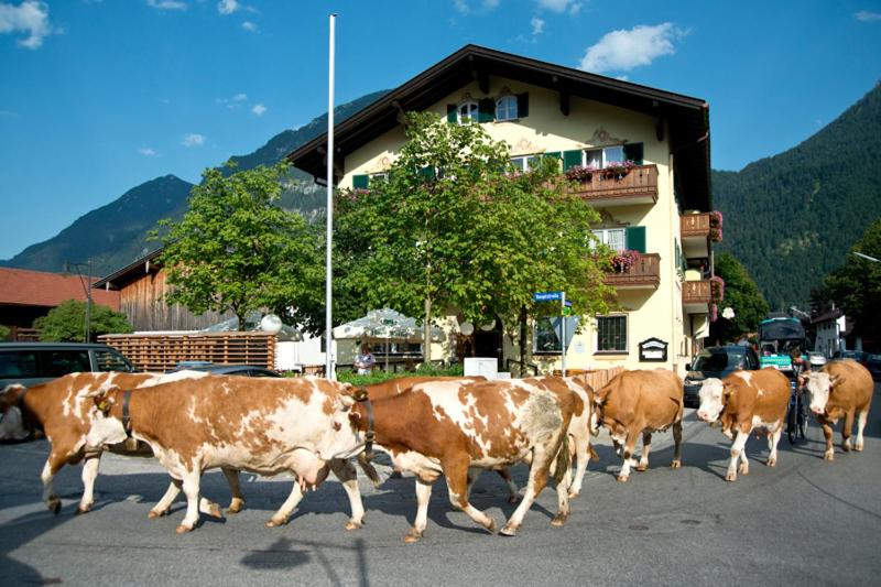 Afbeelding uit fotogalerij van Hotel Gasthof Alter Wirt in Farchant