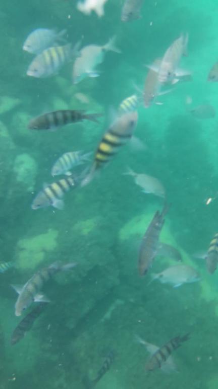 Barco flafasel