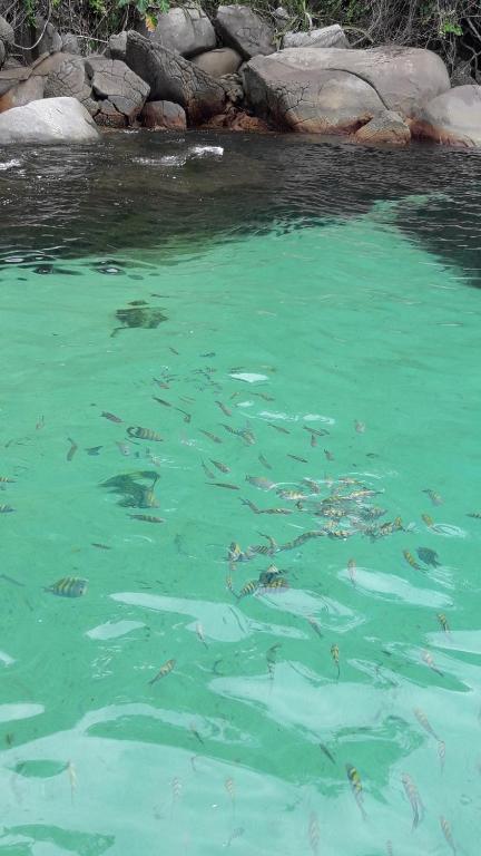 Barco flafasel
