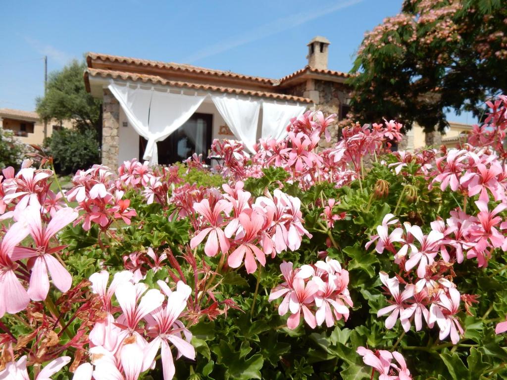 a field of pink flowers in front of a house at La Villetta in San Teodoro