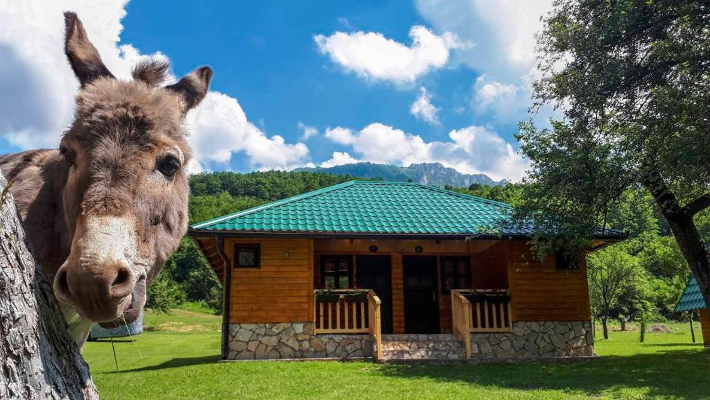 Zvířata v kempu nebo okolí