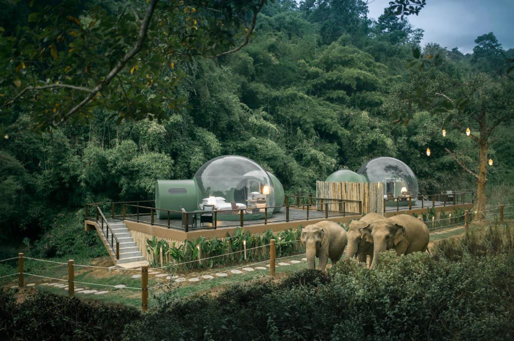 Anantara Golden Triangle Elephant Camp & Resort Anantara Golden Triangle Elephant Camp & Resort