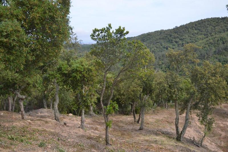 Príroda v okolí vily