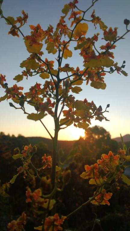  Canto do Jacarandá (Casa no Vale do Matutu)