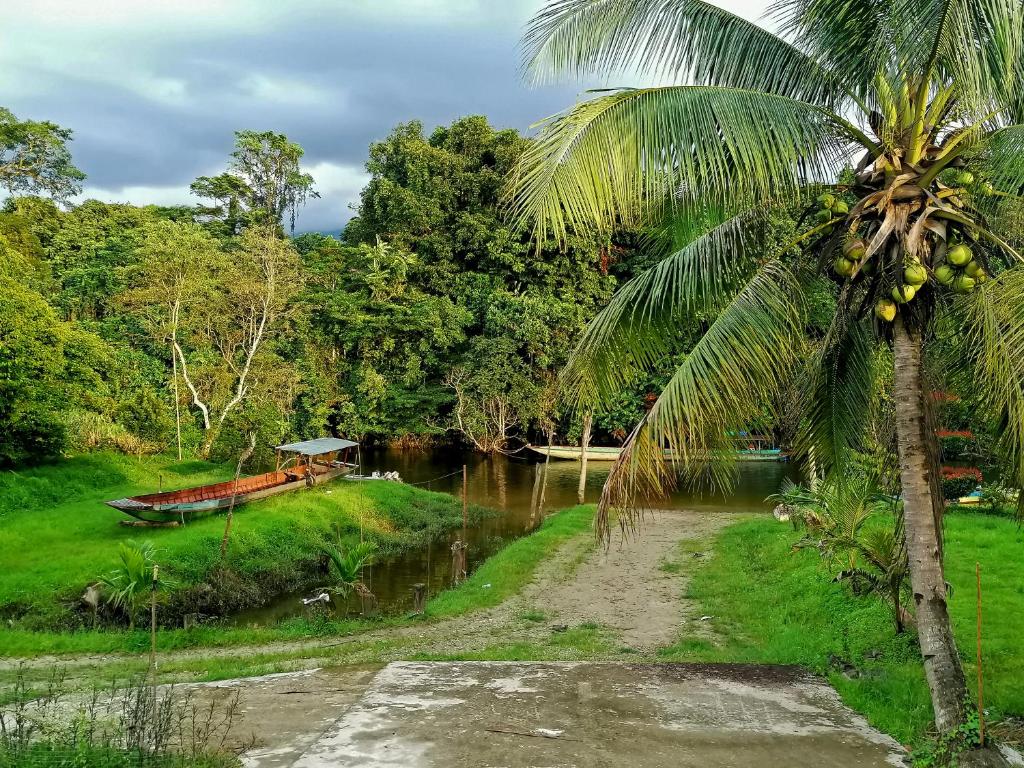 un palmier à côté d'une rivière avec un bateau dans l'établissement Mulu Diana Homestay, à Mulu