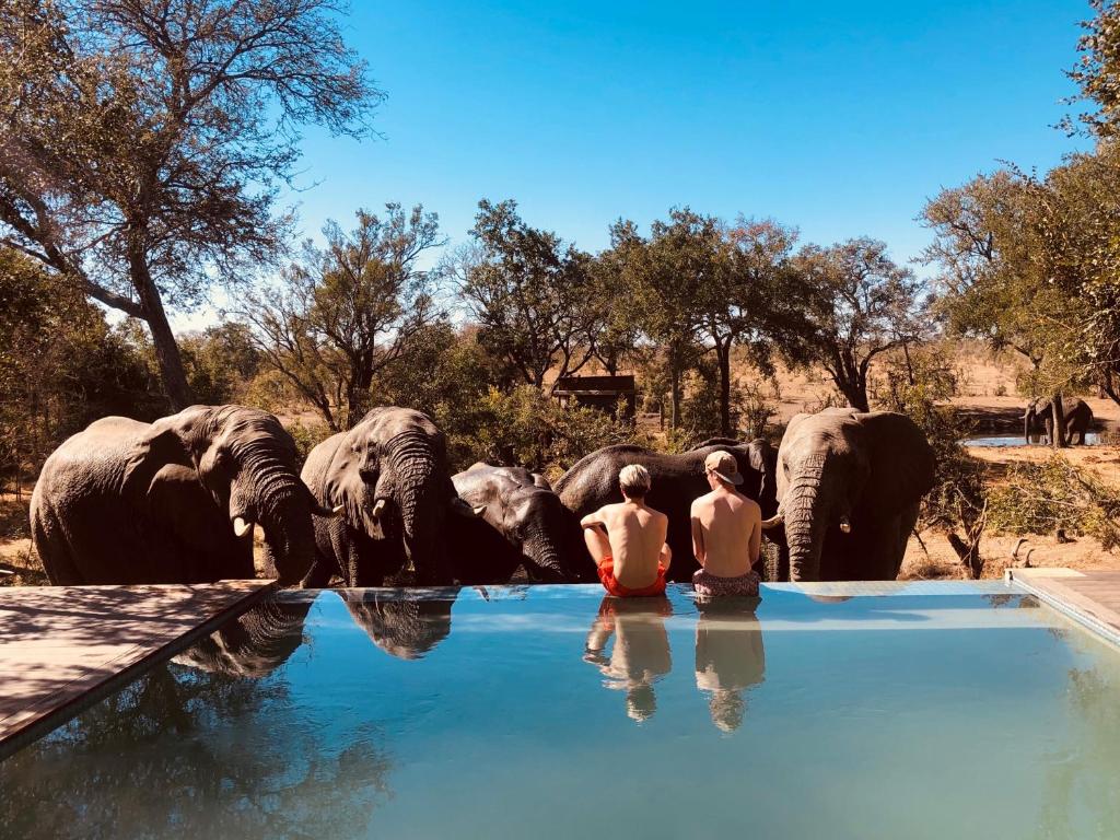 two people sitting in a pool of water with elephants at Honeyguide Tented Safari Camps - Mantobeni in Manyeleti Game Reserve