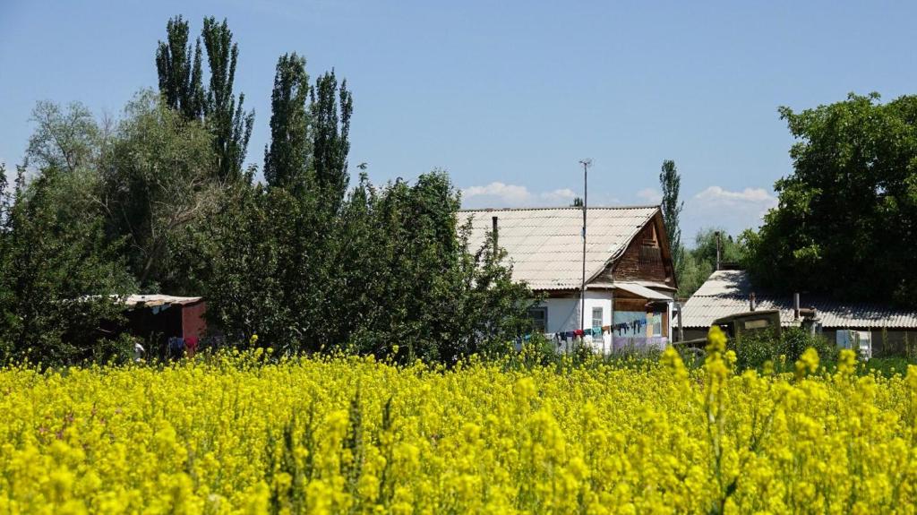 a yellow rapeseed field with houses in the background at Mountain Horse Trekking Guesthouse in Karakol