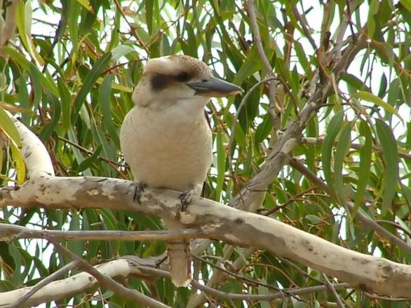 Kookaburra nest