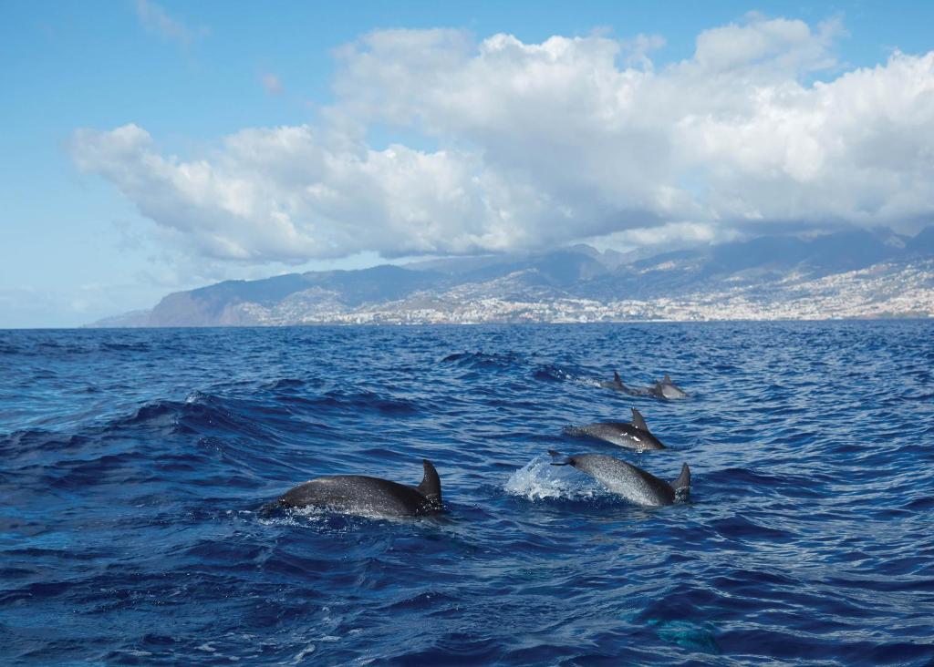 Reid's Palace, A Belmond Hotel, Madeira - Resim 39