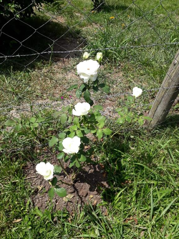  Pousada Rural Recanto das Flores