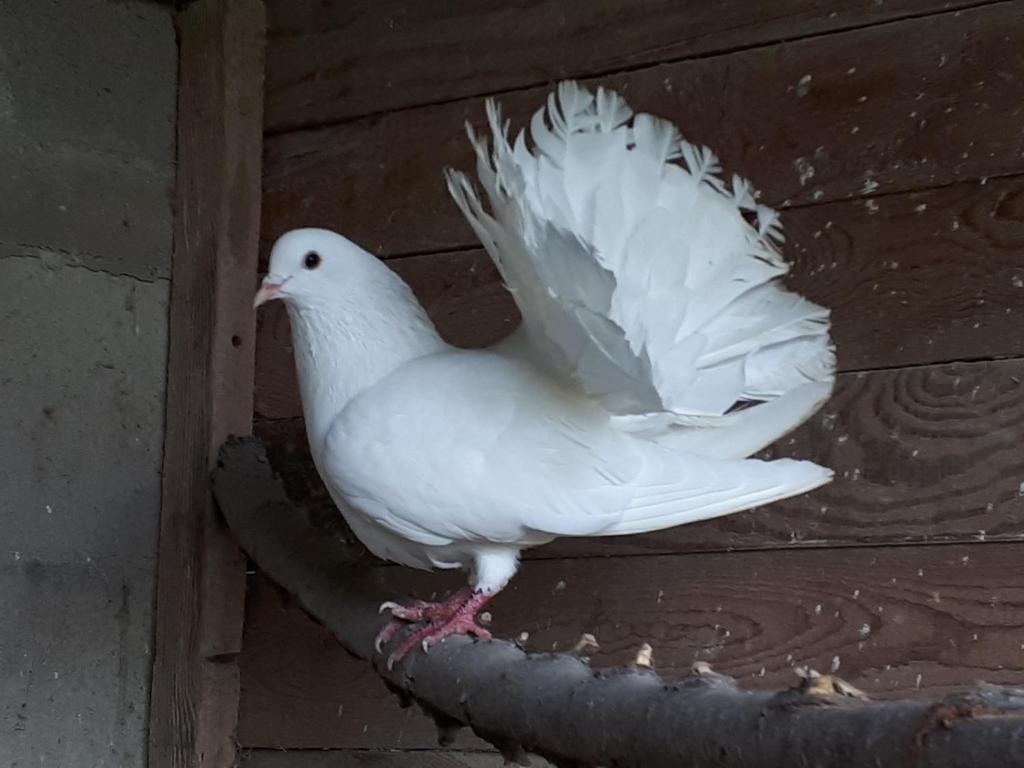 Zvířata v prázdninového domu nebo okolí
