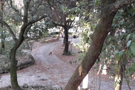 uma estrada de terra numa floresta com árvores em Villa Biagi quadrilocale la Conchiglia em San Vincenzo
