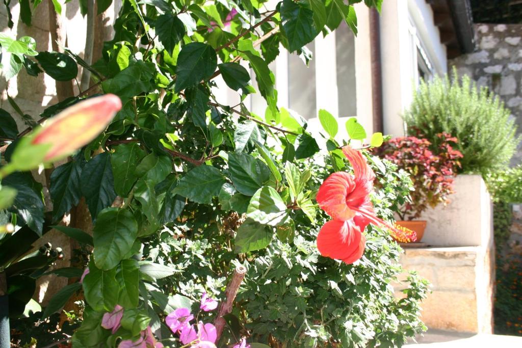 Apartments Dubrovnik Center - 15