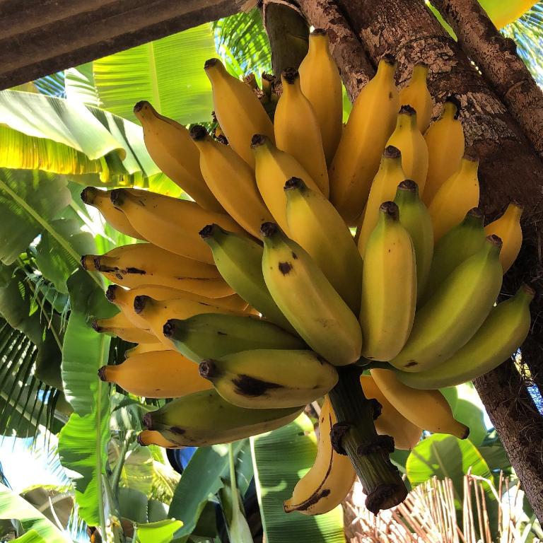  Pouso do Cajueiro camping