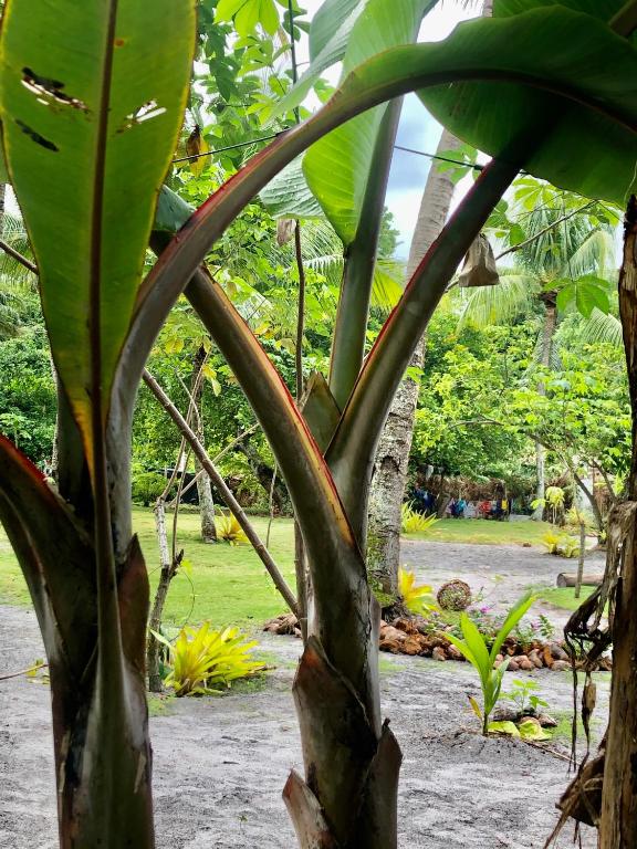  Pouso do Cajueiro camping