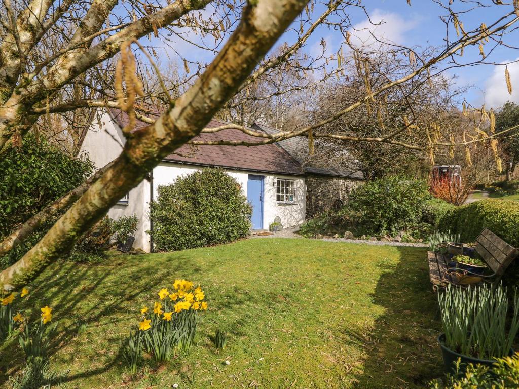 une maison avec une cour et des daffodils dans l'établissement Hawthorn Cottage, à Llandysul