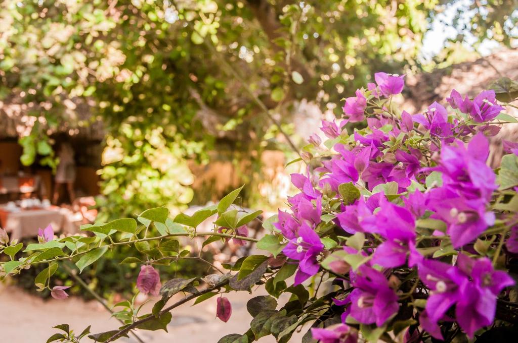  Pousada Vento de Jeri