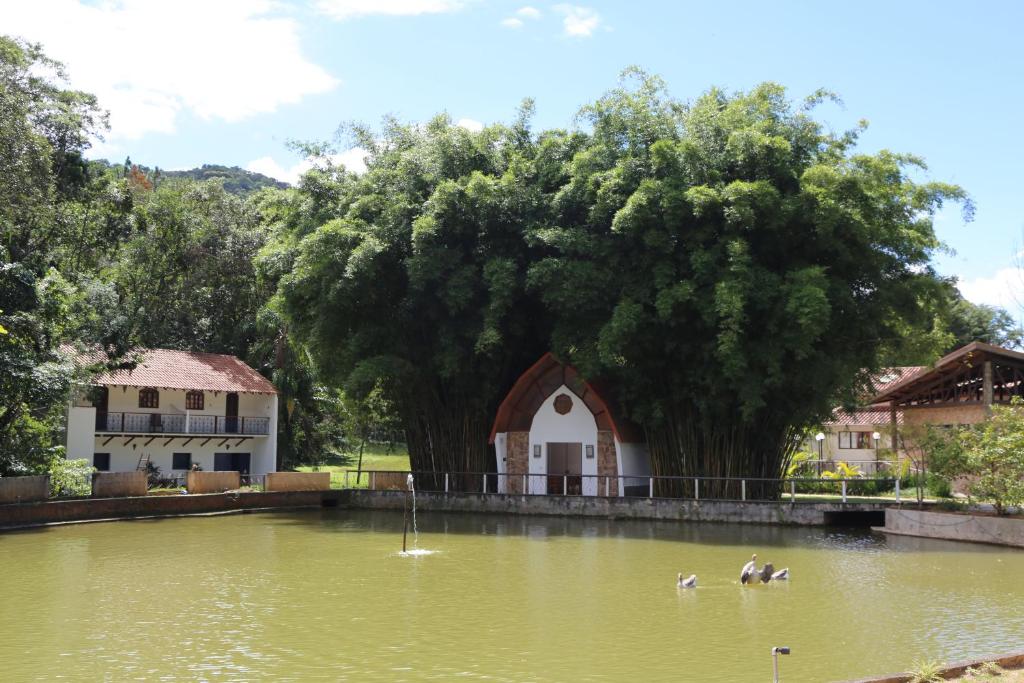 a group of ducks in a pond with a large tree at Spazio di Garda in São Roque