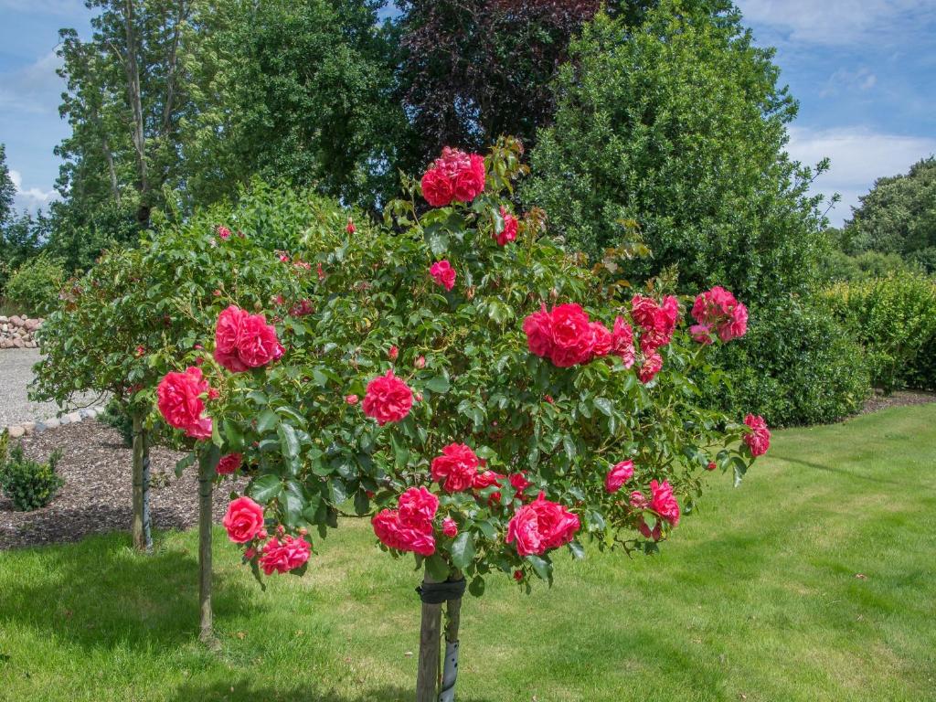 un gruppo di rose rosa in un giardino di Landurlaub Regenholz a Kronsgaard