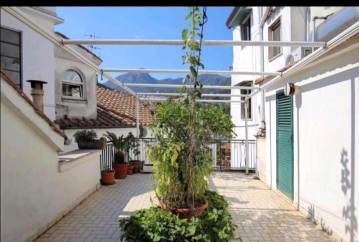 een kleine boom op een binnenplaats van een gebouw bij bb Al Centro Di Vietri in Vietri