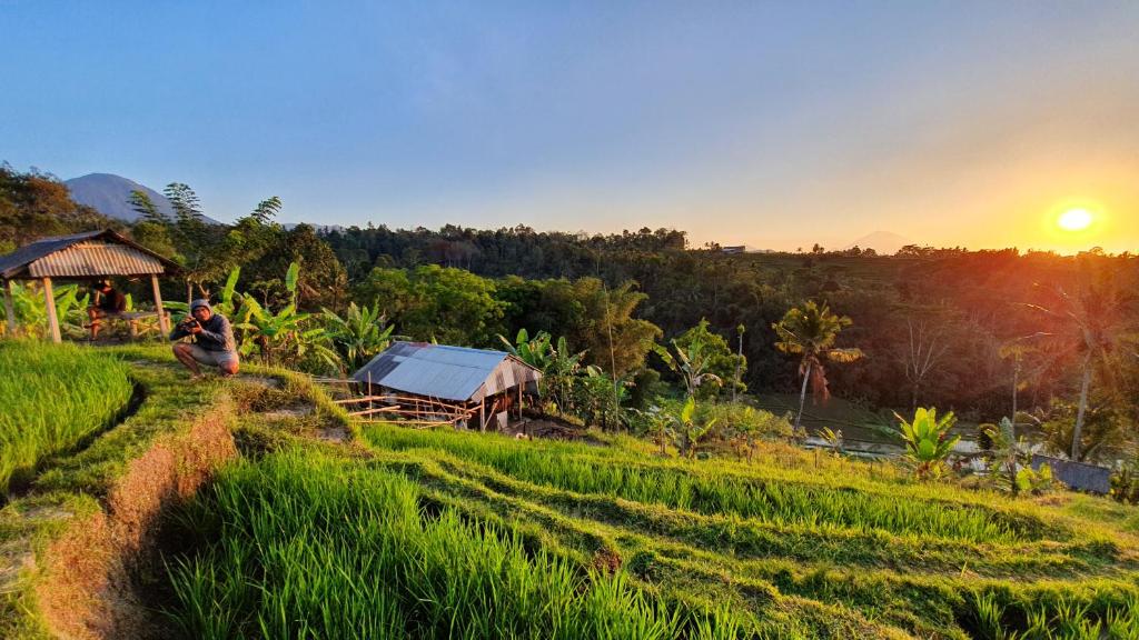 une personne assise sur une colline dans un champ au coucher du soleil dans l'établissement Hara Bali Eco Homestay, à Balian
