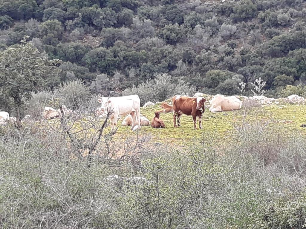 eine Gruppe von Kühen, die auf einem Feld weiden in der Unterkunft Country lodging in Manot in Manot