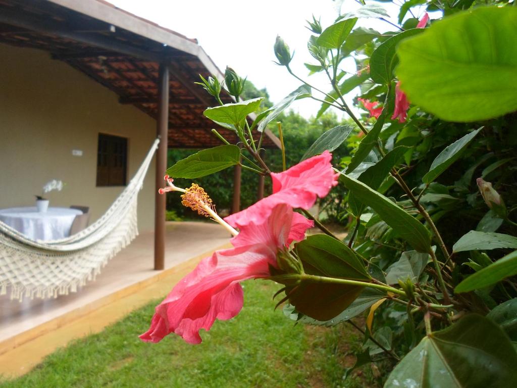 a pink flower on a bush next to a hammock at Casa da Tetê in Fernando de Noronha