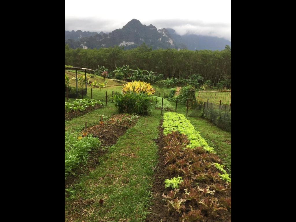 Billion Views Khaosok Homestay - 14