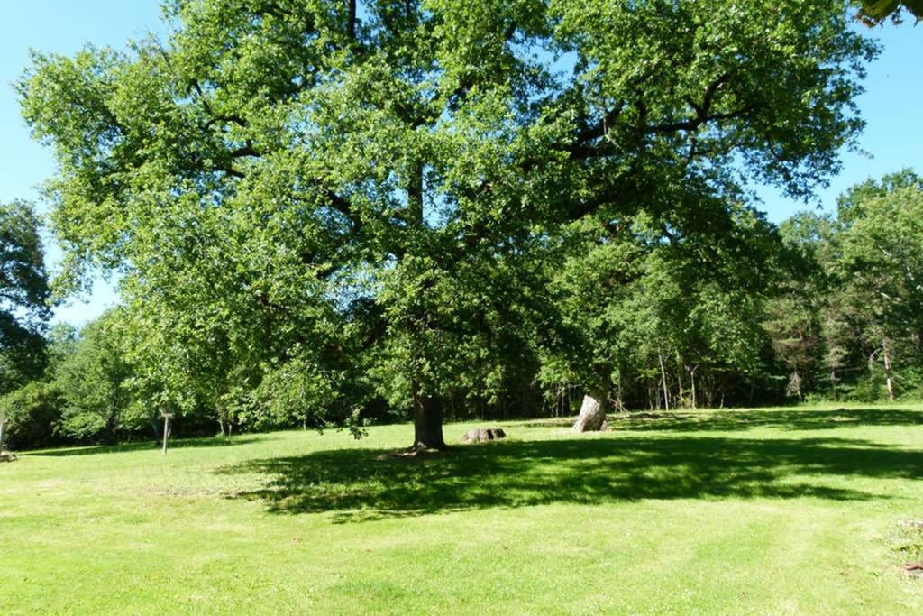 a tree in the middle of a grass field at Gîte en Brenne Les Chênes in Mérigny