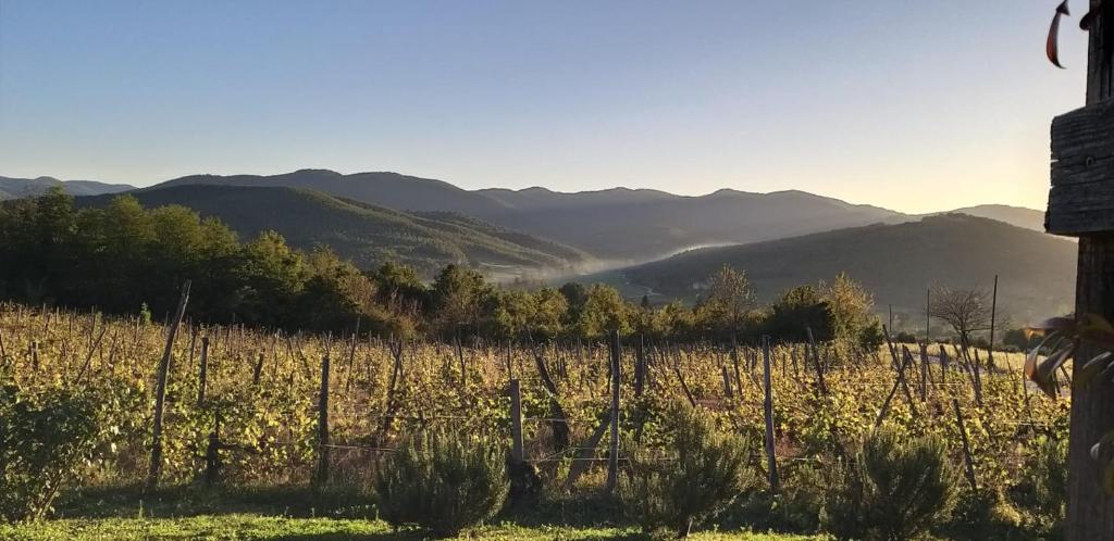 un champ de vignes avec des montagnes en arrière-plan dans l'établissement Agriturismo La Casaccia, à Anghiari