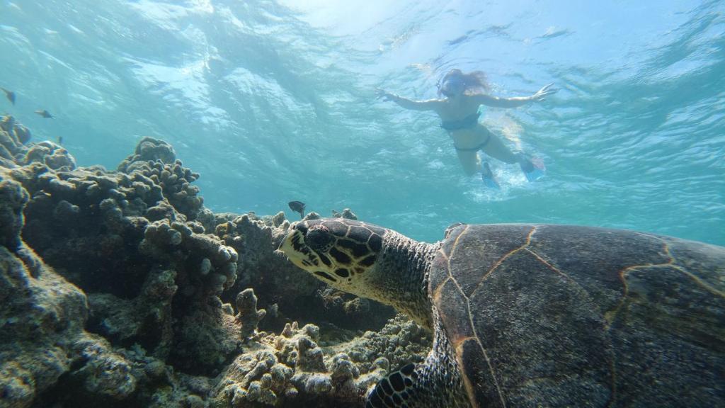 Hosté ubytování Mariana Maldives