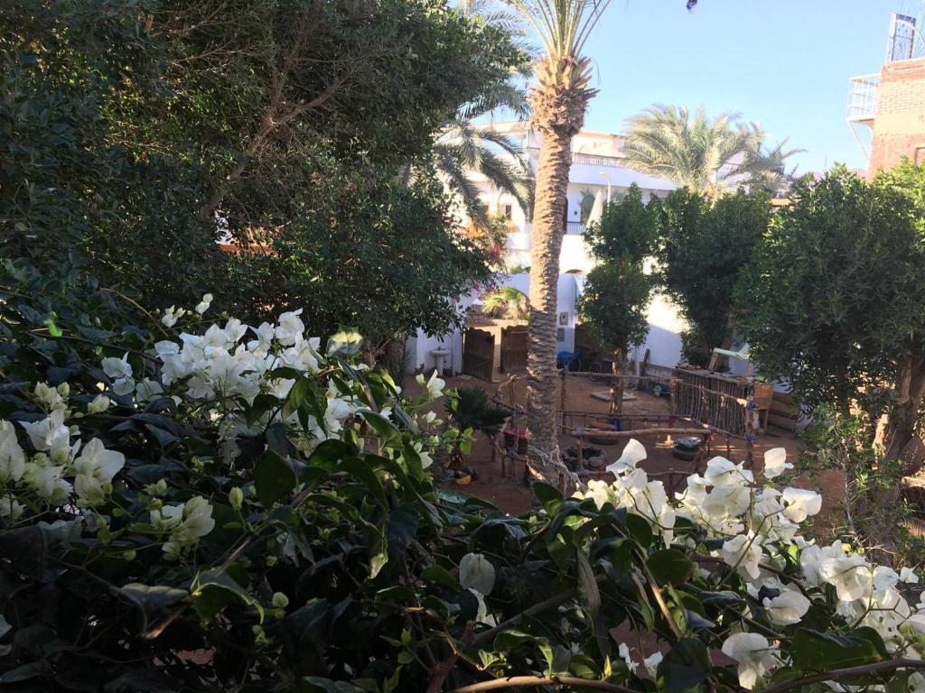 Zahrada ubytování Sunrise Dahab lodge