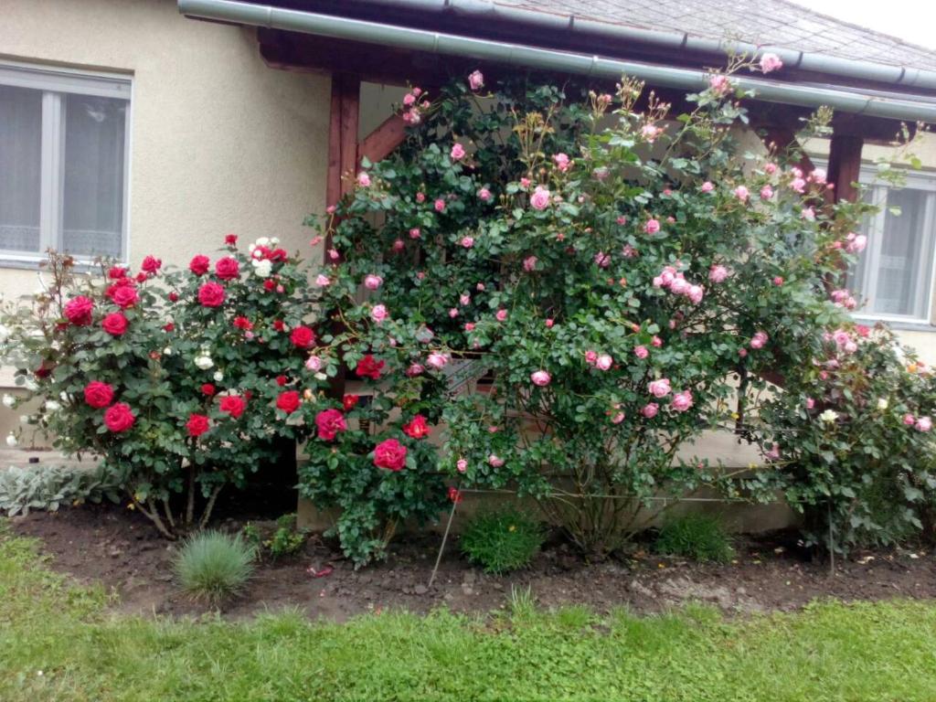 Vonkajšia záhrada v ubytovaní Új Élet Weekend house