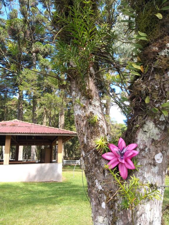  Magia das Hortênsias