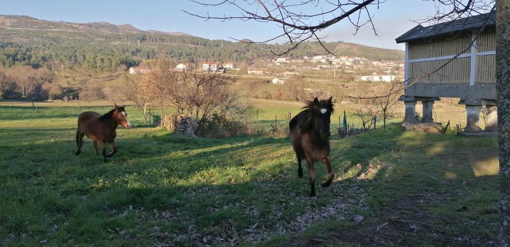 Animais na casa de férias ou nos arredores